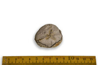 F 07066
<br/>
<br/>
<em></em>